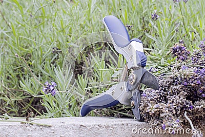 Cut dry lavender inflorescences and a garden pruner Stock Photo