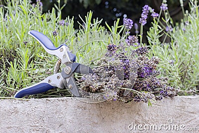 Cut dry lavender inflorescences and a garden pruner Stock Photo