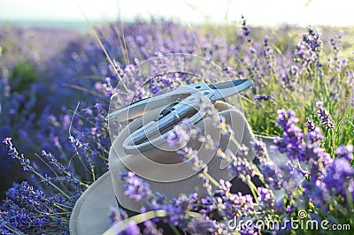 Cut dry lavender inflorescences and a garden pruner. Beautiful hat. Summer Stock Photo