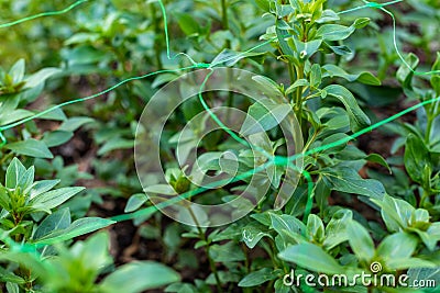 Cut flower netting. Plant support net. Using plastic garden netting to support snapdragon plants. Stock Photo