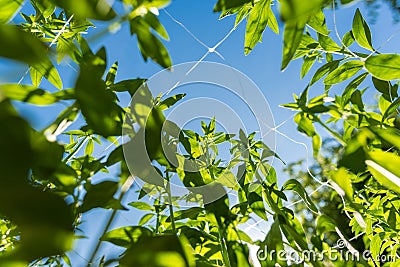 Cut flower netting. Plant support net. Using plastic garden netting to support snapdragon plants. Stock Photo