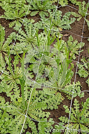 Cut flower netting. Plant support net. Using plastic garden netting to support statice aka limonium plants. Stock Photo