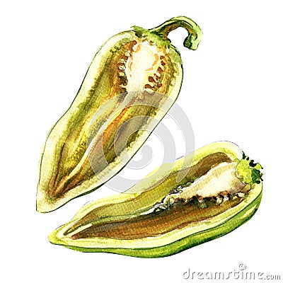 Cut half raw fresh green pepper, capsicum isolated, watercolor illustration Cartoon Illustration