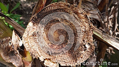 Cut image of a banana tree in the garden Stock Photo