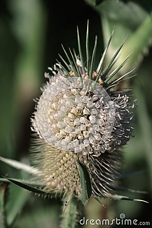 Cut-leaved Teasel 22140 Stock Photo