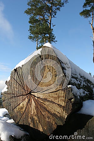 Cut log in snow Stock Photo