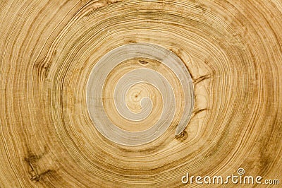 Cut log woodgrain texture Stock Photo