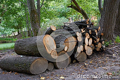 Cut logs fire wood after cleaning the park in summer Stock Photo