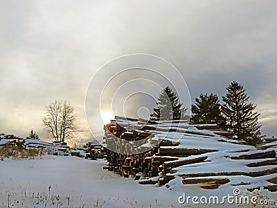 Timber logs cut and stacked up under winter sunset Stock Photo