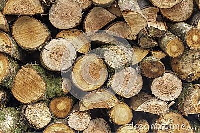 Cut Logs Stock Photo