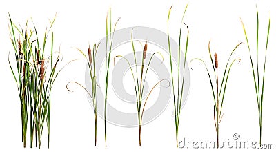 Cut out cattail. Distaff isolated Stock Photo