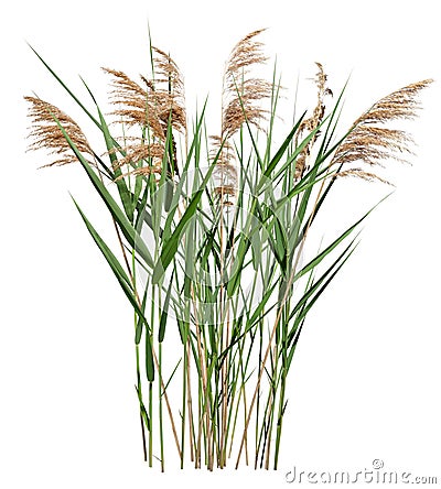 Cut out cattail. Distaff isolated Stock Photo