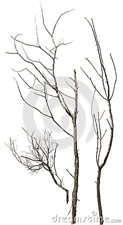 Cut out dead tree branches. Stock Photo