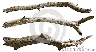 Cut out dead tree branches. Stock Photo