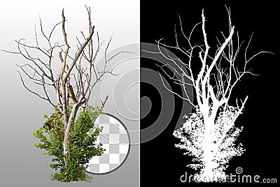 Cut out dead tree Stock Photo