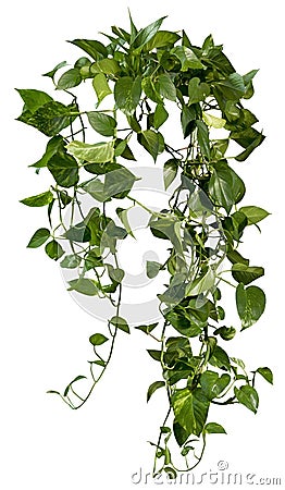 Cut out ivy plant. Tropical vegetation Stock Photo