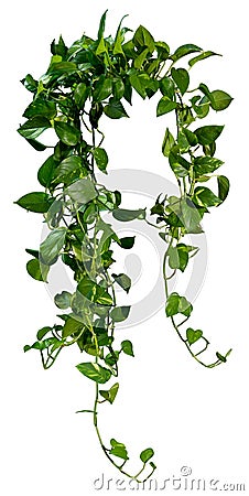 Cut out ivy plant. Tropical vegetation Stock Photo