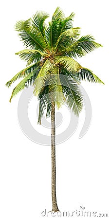 Cut out palm tree. Beach tree. Stock Photo