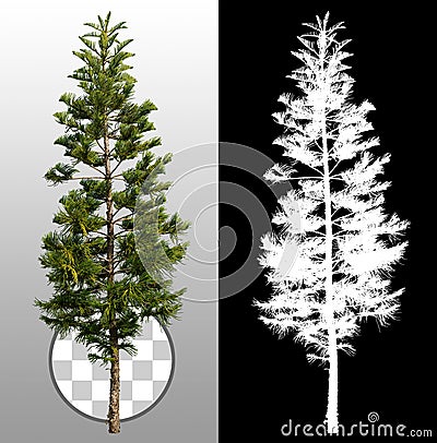 Cut out pine tree Stock Photo