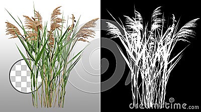 Cut out reed grass Stock Photo