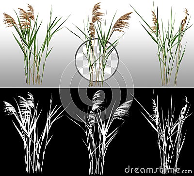 Cut out reed grass Stock Photo