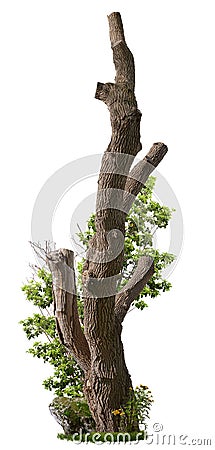 Cut out tree trunk. Pruned tree surrounded with green foliage Stock Photo