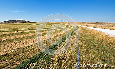 Cut - Raked - Alfalfa Field next to dirt road in the Pryor Mountains in Montana Stock Photo