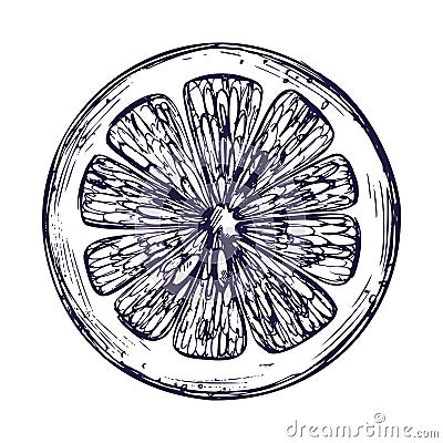 A cut round piece of lemon.. Graphic botanical illustration hand drawn in blue ink. Isolated object EPS vector. Vector Illustration