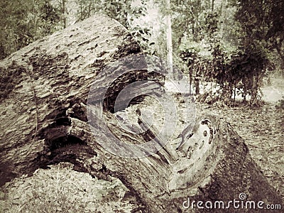 Cut tree logging. Stock Photo