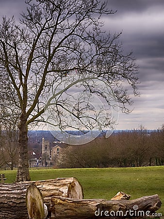 Cut tree logs in a park Stock Photo