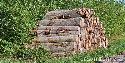 Cut tree logs stacked together outdoors against green bushes, packed neat pile after being chopped in the process of Stock Photo