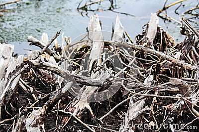 Cut tree Stock Photo