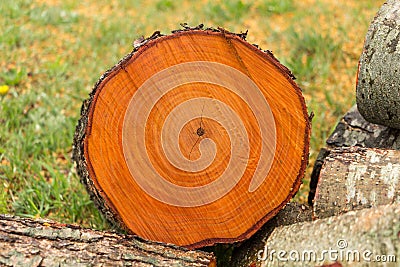 A cut of a tree trunk with annual rings Stock Photo