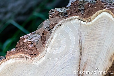 Cut trees of construction wood after deforestation stacked as woodpile show annual rings and the age of trees for lumber and timbe Stock Photo