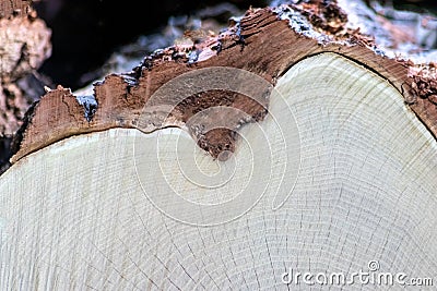 Cut trees of construction wood after deforestation stacked as woodpile show annual rings and the age of trees for lumber and timbe Stock Photo
