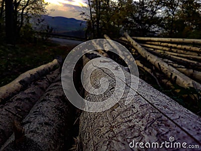 Cut trees Stock Photo