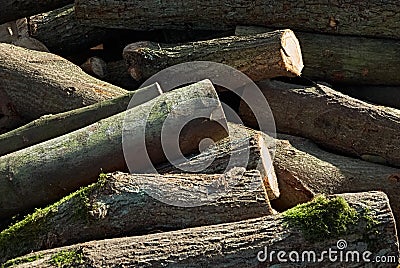 Cut trunks of deciduous trees. Stock Photo