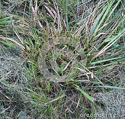 A Cut Tuft of Wild Crabgrass Stock Photo