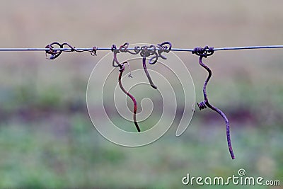 Vine crook on wire Stock Photo