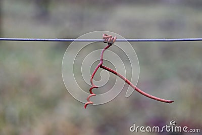 Vine crook on wire Stock Photo