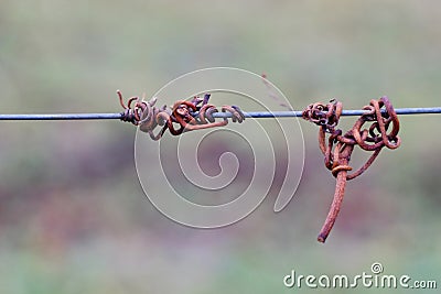 Vine crook on wire Stock Photo