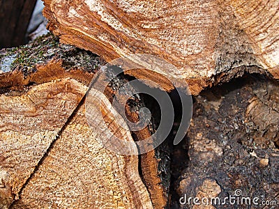 Cut walnut tree logs. Stock Photo