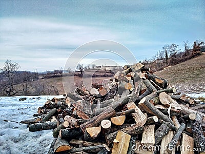 Cut wood logs pile on the snow Stock Photo