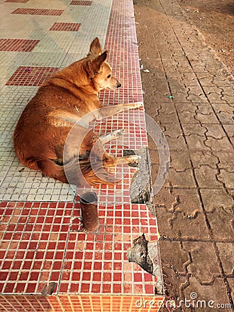 Cute abandoned brown husky dog sitting on road sad alone Stock Photo