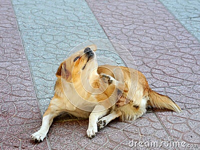 Cute abandoned homeless stray dog on a street pavement.scratching fur with fleas Stock Photo