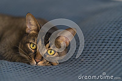 The cute Abyssinian cat lies on the bed and looks around. A pet with big eyes and beautiful paws relaxes Stock Photo