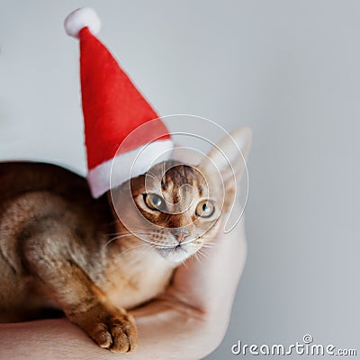 Cute Abyssinian kitten in a Santa cap, holiday is coming Stock Photo