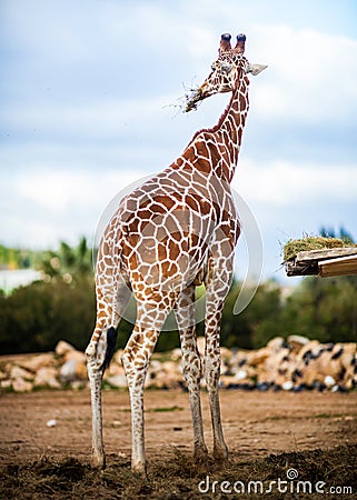 Cute Adorable Adult Giraffe, standing Stock Photo