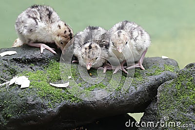 The cute and adorable appearance of a number of baby turkeys that are only one day old. Stock Photo