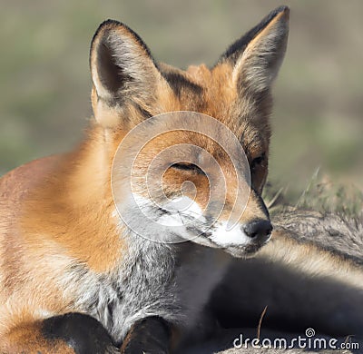 Red fox sits on the grass and looks at the sun.Realistic 3D render of a cheerful and adorable fox with a mischievous grin Cartoon Illustration